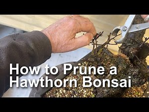 Hawthorn Bonsai Pruning techniques to create good ramification Part 1