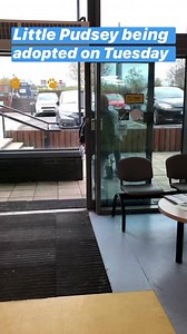 Dogs Trust Ireland on Reels | Facebook