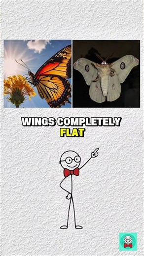 Butterfly vs Moth: What’s the Real Difference? 🦋