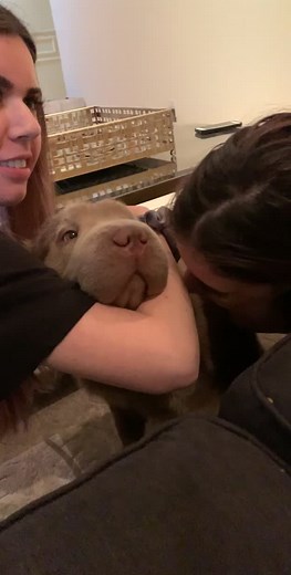 house hippo is loved #hippo #dog #natureathome #family