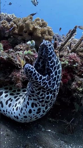🐍🧽 Underwater Spa Treatment! 😱🌊 | Nature’s Most Unexpected Cleaning Service