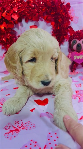 Goldendoodle puppy for sale