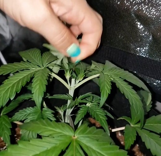 How to top a cannabis plant by GrowWeedEasy