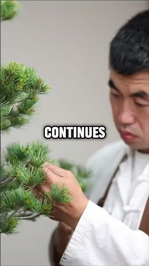 Origins Of Bonsai Tree 🎄