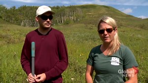 Weevil warriors: Tiny insects tackle big problem at Calgary-area park