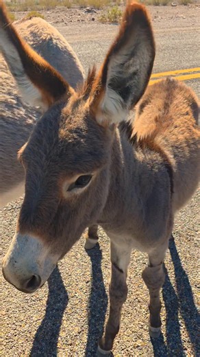 Baby Burros in Oatman Arizona | Route 66 Road Relics