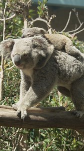 69K views · 3.4K reactions |  or ? It's officially joey season and some baby koalas are slowly emerging from the coziness of their mamas' pouches to explore with the rest of the colony including little Bunji, the newest member of the gang and named in partnership with @tarongazoo. This little backpack baby has attached himself to mom's side and will remain close until he's around one-year-old. #koala #joeys #pouchpotatoes #sandiegozoo | San Diego Zoo | Facebook