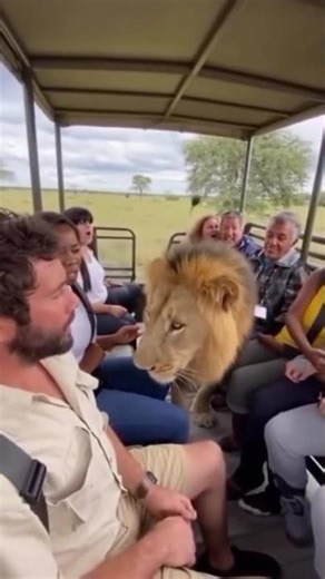 When Everyone Thinks It’s a Lion… But It’s Just a Dog in Disguise 🦁😂