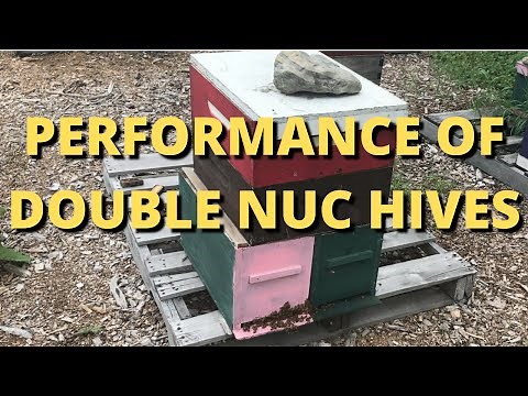 Performance of double nuc hives