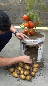 2.3M views · 25K reactions | The Secret to Planting Tomatoes with Potatoes! #tomato #gardenhacks #planttips | H&H Gardening Secrets | Facebook