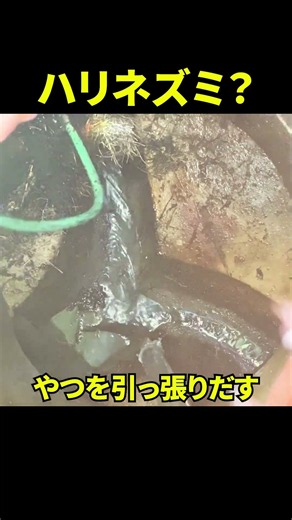 【マンホールからハリネズミ？！】排水桝が溢れてる…詰まりの原因は？マンションメイン管の排水管高圧洗浄@大阪市内#shorts [排水溝掃除]