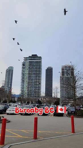 Every day, just before sundown, crows from all corners of Greater Vancouver embark on a journey to their roosting spot, converging on a quiet street in Burnaby. Still Creek near Willingdon Avenue and Highway 1, an ordinary locale, transforms into a bustling metropolis of corvids in the evening, reaching staggering numbers, up to 10,000 during the winter months. #corvids #corvid #crows #burnabybc #burnaby #explorebclocal #explorereels #reelschallenge #exploremore #BritishColumbia #visitbc #explor