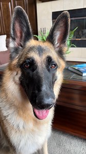 ANYA the German Shepherd Dog on Reels