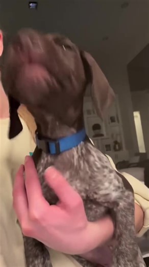 Hilarious Dogs Yawning Exhaustedly
