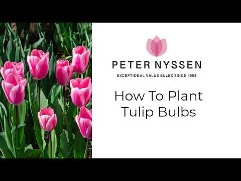 How to Plant Tulip Bulbs: Depth, Timing & Aftercare Explained