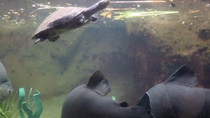 We've heard from many of you that our Pacu fish cave is one of your favorite spots in the Zoo! We hope this video helps virtually bring you to this cool place on this hot and sunny day. #BringingTheZooToYou #VirtualTucson | Reid Park Zoo