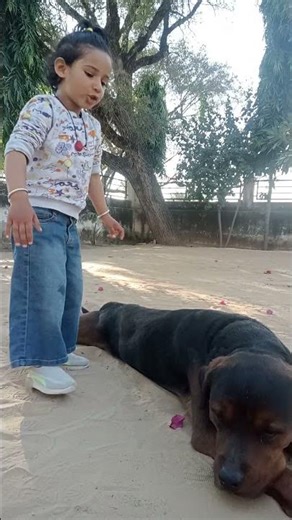 The Ronnie Rott 🐾#dog #pets #animals #rottweiler #shorts