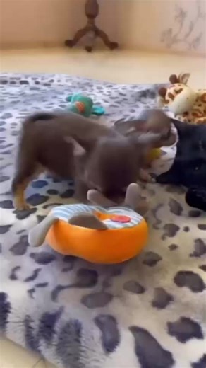 Cute Teacup Chihuahua Puppies Compilation