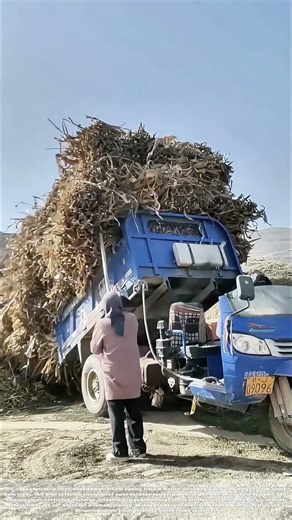 Bedding the Harvest: The Unseen Mechanics of a Three-Wheeled Unloader