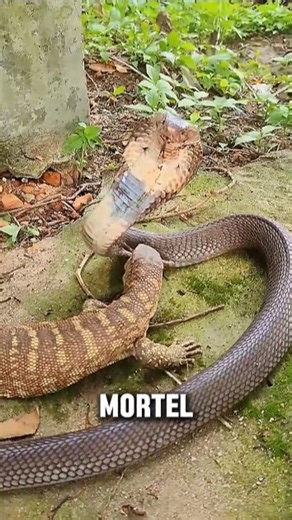 🐍 Cobra vs. Monitor Lizard: The Battle That Will Leave You Speechless! 😱