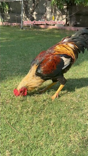Pet @M@MyOnlinePetSocietypets #birds #farming