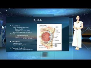03 Anatomy of the ocular adnexa