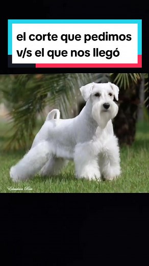 Cortes de Schnauzer: ¡Inspírate con Estilos Únicos!
