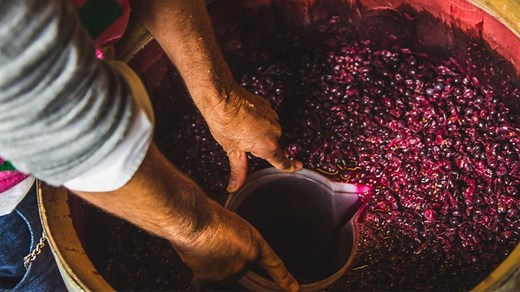 Winemaking, Explained: How World-Class Wines Go From the Vine to the Bottle