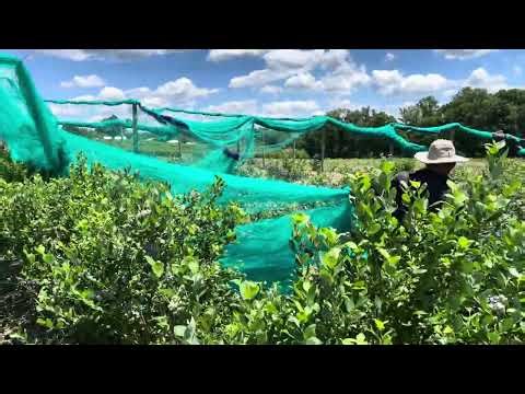 Protecting Our Blueberries with Bird Netting