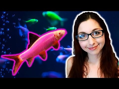GloFish Shark Care Guide | GloFish Care Guide Series Ep. 5 | Rainbow Sharks