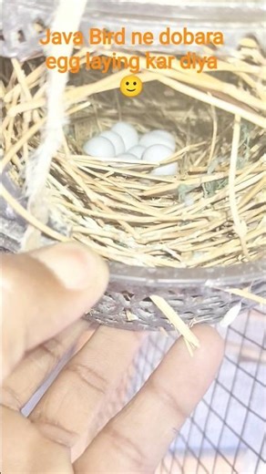 Java sparrow egg #javasparrow #breeding