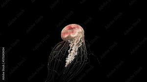 4K. blue fluorescent jellyfish swimming in deep ocean. transparent glowing jellyfish underwater shot moving in the water. marine life wallpaper background, isolated on black with alpha