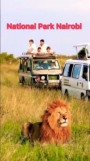 Nairobi National Park Safari || Explore Nairobi’s Wildlife At Safari,#nairobinationalpark #wildlife