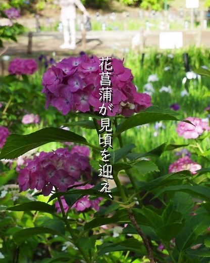【見頃到来】都会のオアシスに咲き誇る、140品種8,100株の初夏の絶景！ #shorts #花菖蒲 #旅行
