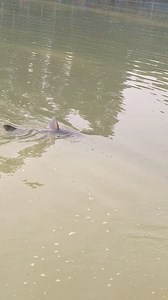 Big Fish catching wow! #fishing #reels #video #fish #viral #usa #Amazing #OMG | Is Fishing