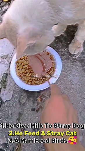 Hunger Met a Kind Heart ❤️🐾