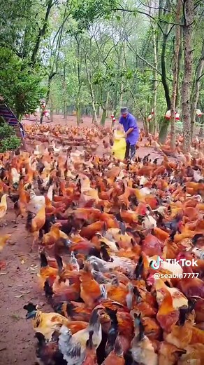 #chicken