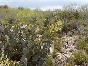 South Texas - Alchetron, The Free Social Encyclopedia