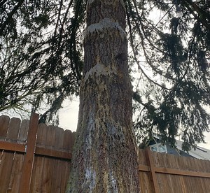 Ask an expert: Homeowner struggles with large amounts of pitch from a fir tree
