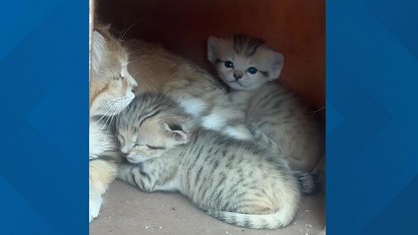 Adorable baby sand cats make first appearance at North Carolina Zoo
