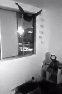 1.3M views · 1.1K reactions | never leave your window open! | Weird videos for weird people | Facebook