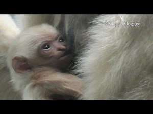 Adorable Suckling Week Old Critically Endangered Gibbon