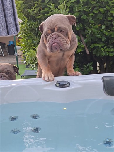 English Bulldog Georgie Plays: Cute Chair Challenge