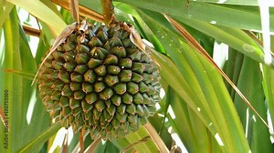 Close up of the Fruit of the tropical tree, Common screw pine (Pandanus utilis) which is pineapple shaped and edible.Pan left