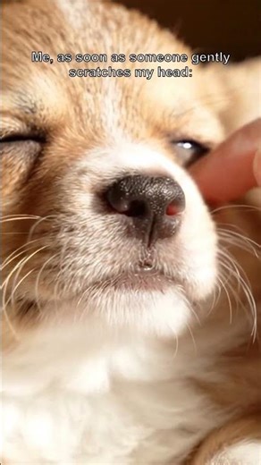World's Tiniest Corgi Gets Blissful Head Scratches! 🥹
