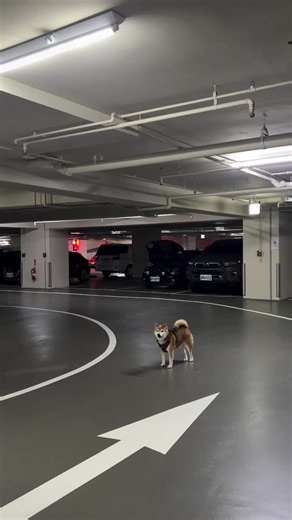 怎麼做到這麼慢又大力的跳躍｜柴犬跳躍秘訣