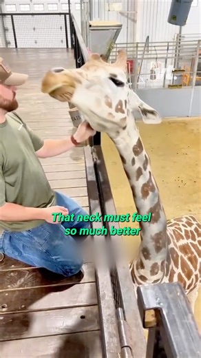Giraffe Chiropractor Cures Neck Pain 😮‍💨🦒 | VT