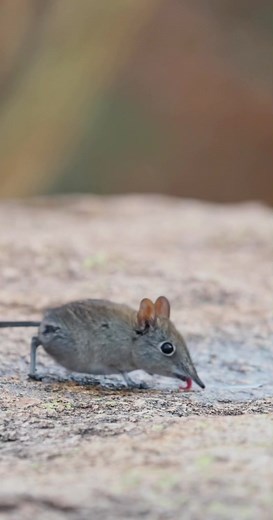Elephant Shrew Drinking from Tiny Puddle: Incredible Wildlife Sighting!