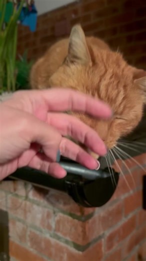 6.7K views · 947 reactions | Starting the day with a gravy facial #catsofworld #catsofinstagram #catsofgram #catsofday #cats #cat #gingercatsrule #catsoffacebook #notmycatbutilovehim | Gwinny the Street Mugger | Facebook