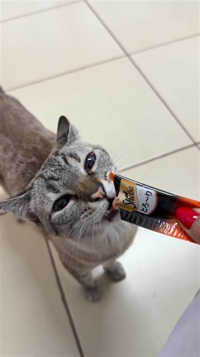 Arcanjo Miguel - Centro de Saúde Animal | Londrina-Pr on Instagram: "🐱✨ Hospedagem felina com conforto e tranquilidade ✨🐱 Kitty aproveitando um quarto exclusivo, com ar-condicionado, aromaterapia, bebedouro em fonte elétrica (água sempre fresca 💧) e todo o cuidado para se sentir segura e relaxada. Aqui cada detalhe é pensado para o bem-estar dos gatinhos 💙🐾 📍Local: R. Dep. Nilson Ribas, 1150, Bancários, Londrina/PR 📩 Para mais informações, clique no link da bio! ▶️ M.V Kellyn Haas Martins